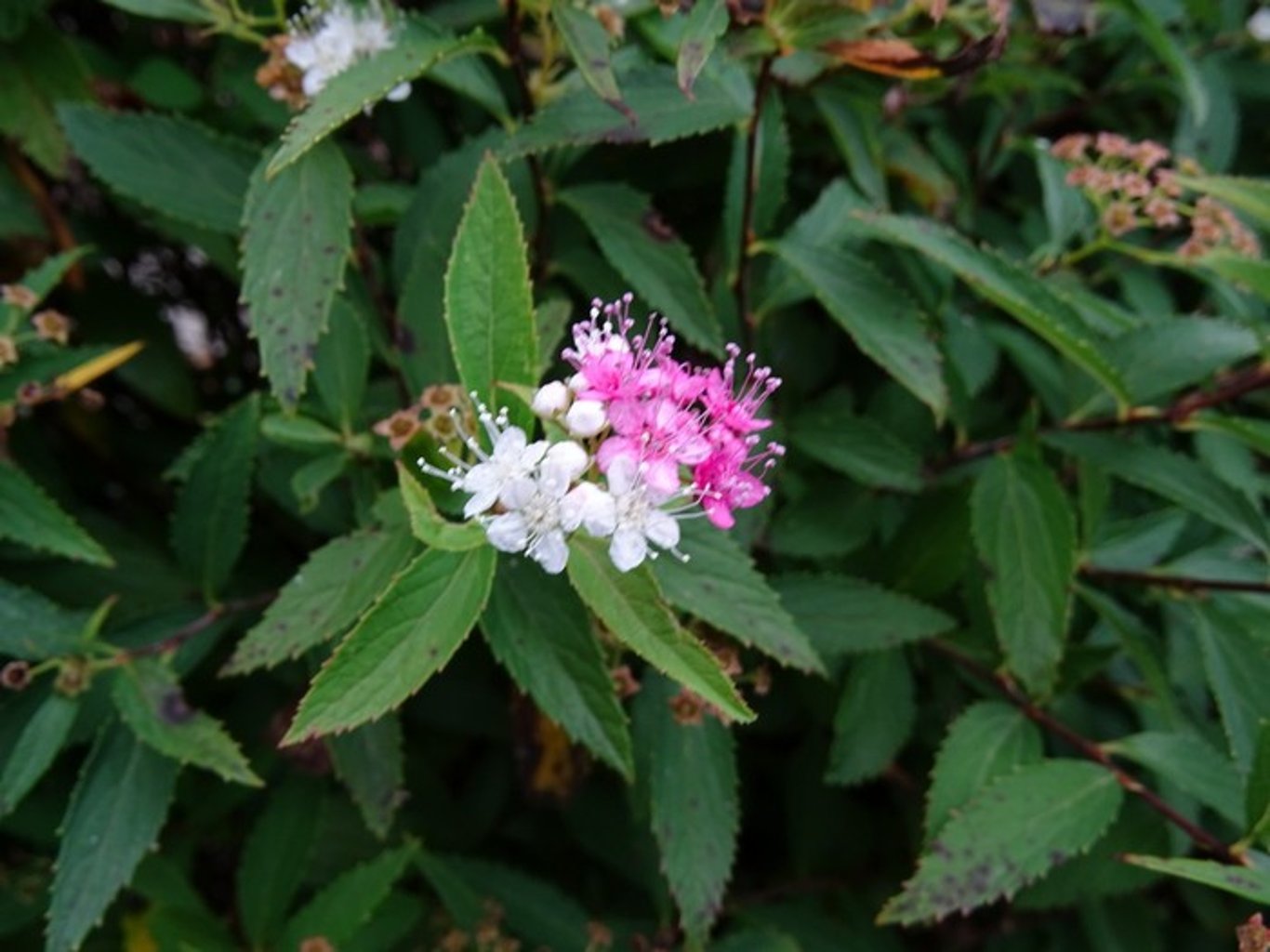 Spiraea jap. 'Genpei' - 30-50 CM bare root 0/1/1